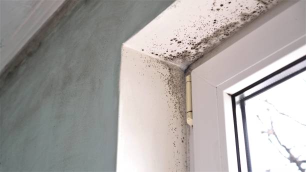 Best Commercial Mold Removal  in Mount Plymouth, FL