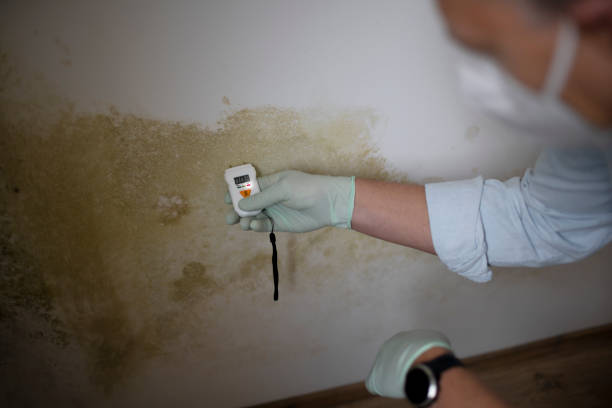Best Fast Mold Removal  in Mount Plymouth, FL