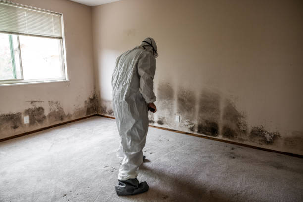 Best Mold Damage Repair  in Mount Plymouth, FL