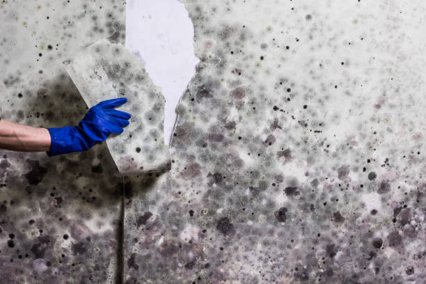 Best Toxic Mold Removal  in Mount Plymouth, FL